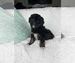 Small #1 F2 Aussiedoodle