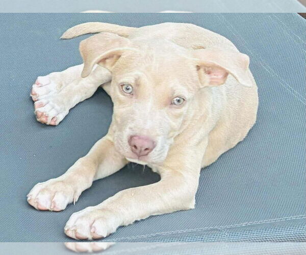 Medium Photo #3 American Pit Bull Terrier-American Staffordshire Terrier Mix Puppy For Sale in Wenonah, NJ, USA