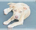 Small #2 American Pit Bull Terrier-American Staffordshire Terrier Mix