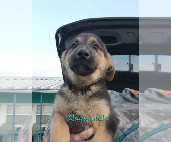 Medium Photo #2 Mutt Puppy For Sale in Evansville, IN, USA