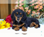 Puppy Little Bear Dachshund