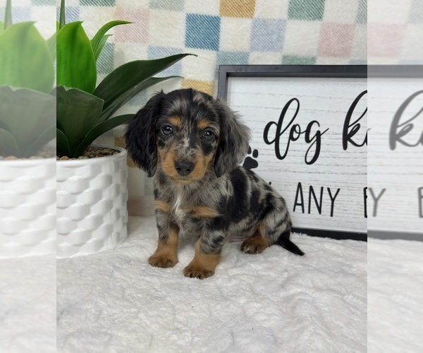 Medium Photo #5 Dachshund Puppy For Sale in FRANKLIN, IN, USA