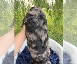 Small Photo #11 Goldendoodle Puppy For Sale in CLARKSVILLE, TX, USA