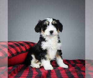 Miniature Bernedoodle Puppy for sale in DALTON, OH, USA