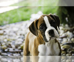 Small #4 Boxer