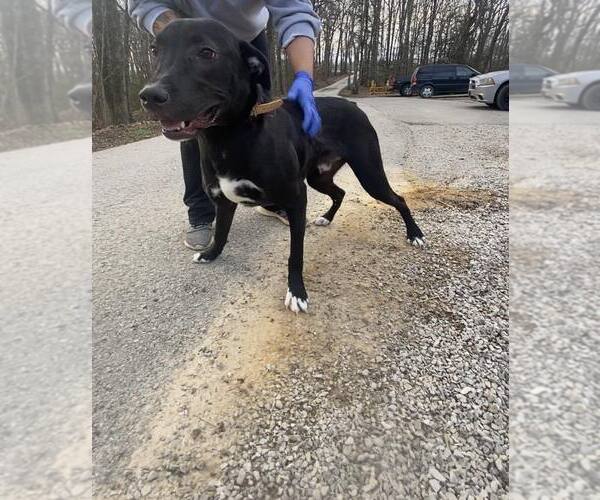 Medium Photo #2 Labrador Retriever Puppy For Sale in Frenchburg, KY, USA