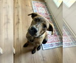 Small #3 American Staffordshire Terrier-German Shepherd Dog Mix