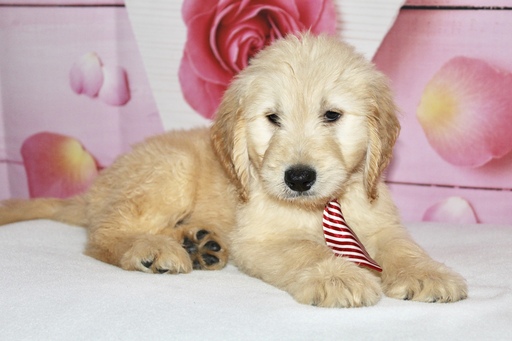 Medium Photo #15 Goldendoodle Puppy For Sale in KISSIMMEE, FL, USA