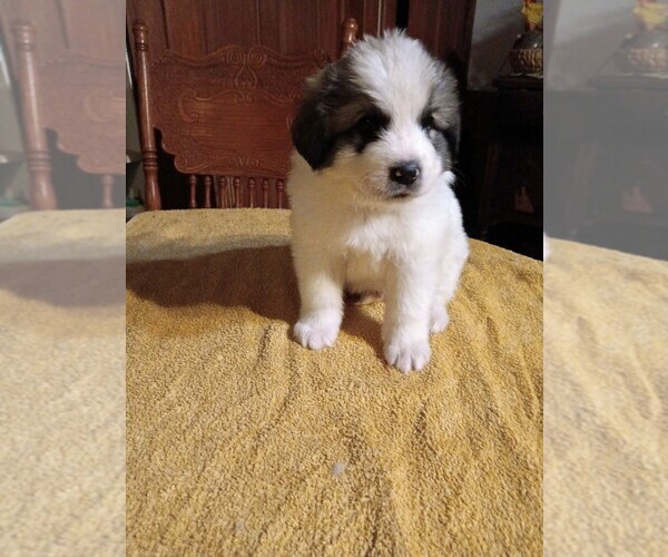 Medium Photo #32 Great Pyrenees Puppy For Sale in BANCROFT, WI, USA