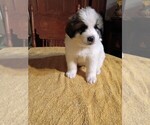 Small #3 Great Pyrenees