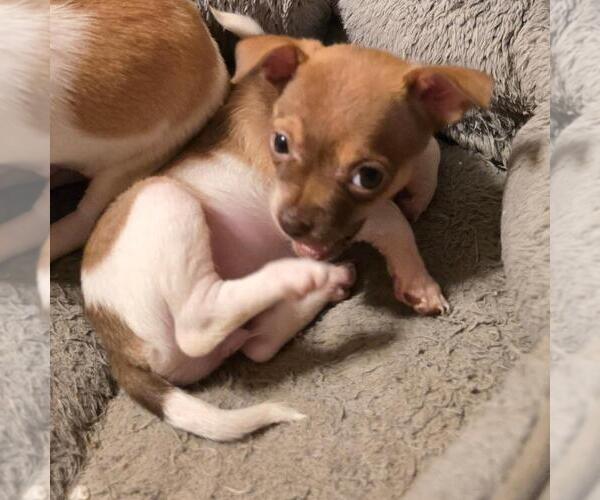 Medium Photo #2 Chihuahua Puppy For Sale in SPRINGFIELD, OH, USA