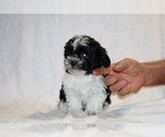 Small #12 ShihPoo