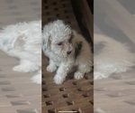 Small Maltipoo
