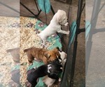 Small #3 Boxer
