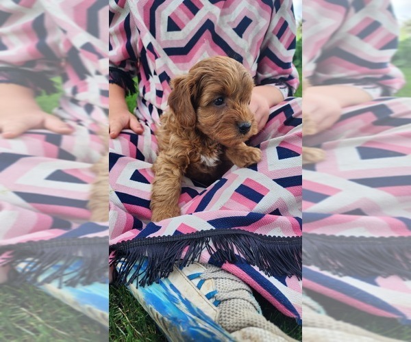 Medium Photo #18 Cavapoo mix (+ Poodle Miniature) Puppy For Sale in GREENWOOD, WI, USA