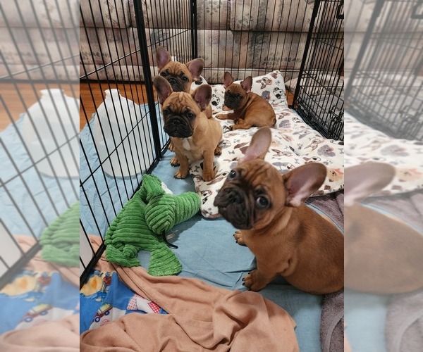 Medium Photo #13 French Bulldog Puppy For Sale in CONCORDIA, KS, USA