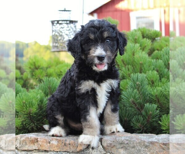 Medium Photo #1 Miniature Australian Shepherd-Poodle (Standard) Mix Puppy For Sale in BLAIN, PA, USA