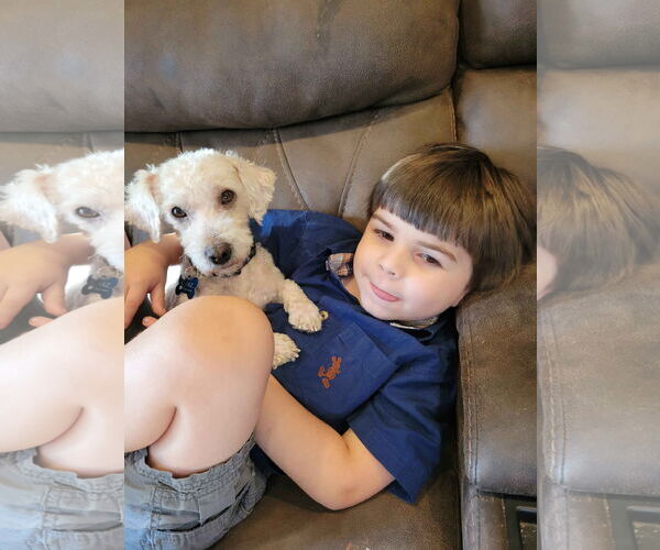 Medium Photo #6 Poodle (Miniature)-Unknown Mix Puppy For Sale in Corona, CA, USA