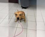 Small Labrador Retriever Mix