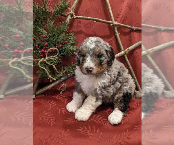 Full screen Photo #3 Bernedoodle Puppy For Sale in ELKTON, VA, USA
