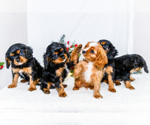 Cavalier King Charles Spaniel Puppy for Sale in WAKARUSA, Indiana USA