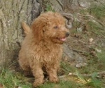 Small Photo #7 Goldendoodle mix (+ Poodle Miniature) Puppy For Sale in MOORESVILLE, IN, USA