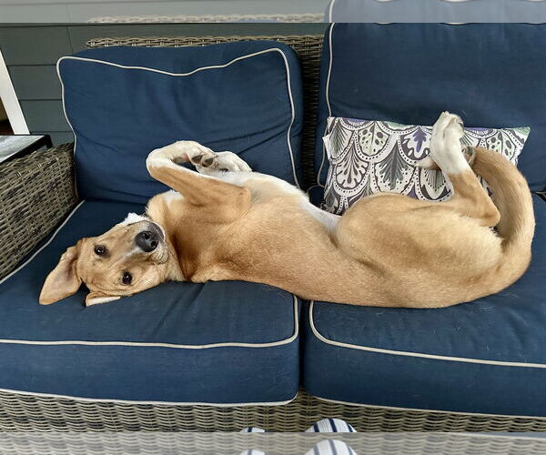 Medium Photo #6 Mutt Puppy For Sale in Rockaway, NJ, USA