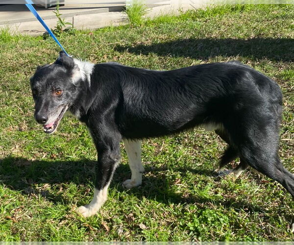 Medium Photo #3 Border Collie Puppy For Sale in Canton, CT, USA