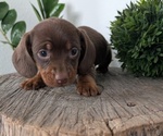 Small #14 Dachshund