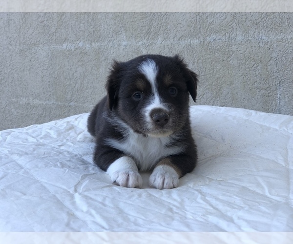 Medium Photo #1 Australian Shepherd Puppy For Sale in MORRISTOWN, TN, USA