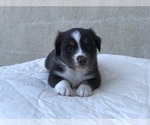Small Photo #1 Australian Shepherd Puppy For Sale in MORRISTOWN, TN, USA