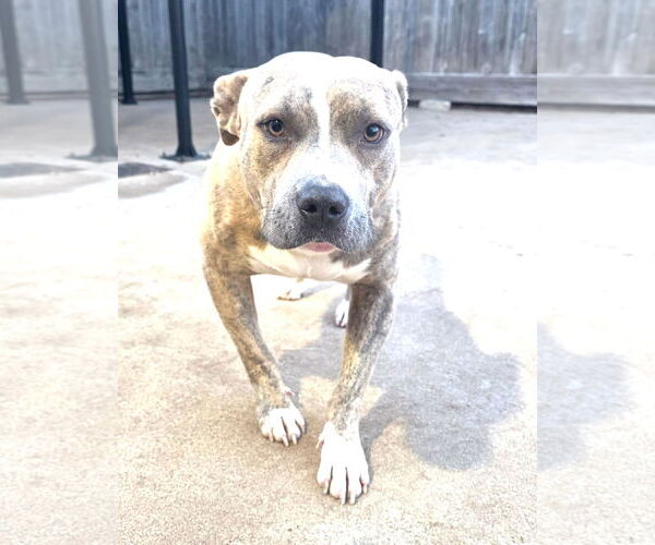 Medium Photo #1 Pointer-Unknown Mix Puppy For Sale in Houston, TX, USA