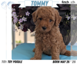 Puppy Tommy Poodle (Toy)