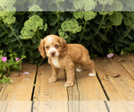 Small #34 Cocker Spaniel