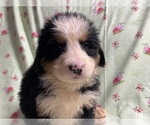 Small Photo #4 Bernese Mountain Dog Puppy For Sale in DUNDEE, OH, USA