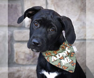 Labrador Retriever-Unknown Mix Dogs for adoption in Fort Collins, CO, USA