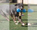 Small #13 Catahoula Leopard Dog-Labrador Retriever Mix