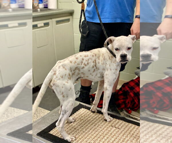 Medium Photo #2 Boxer Puppy For Sale in Austin, TX, USA