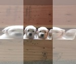 Small Photo #1 English Cream Golden Retriever Puppy For Sale in RAMONA, CA, USA