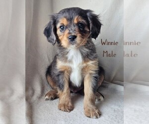 Medium Cavalier King Charles Spaniel-Miniature Australian Shepherd Mix