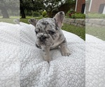 Puppy Millie French Bulldog