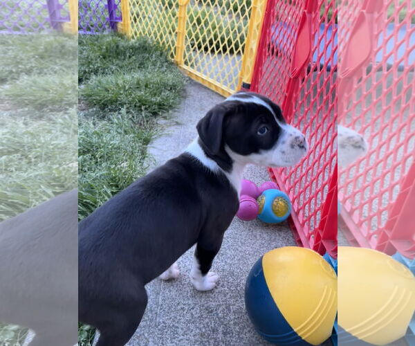 Medium Photo #4 American Pit Bull Terrier-Labrador Retriever Mix Puppy For Sale in Holly Springs, NC, USA