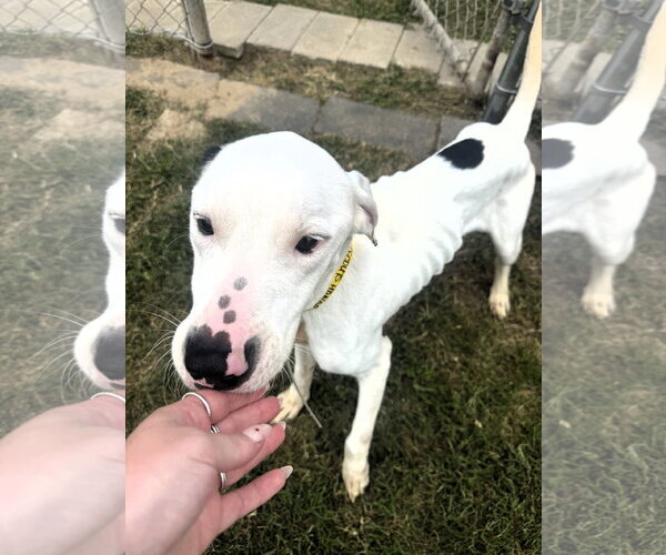Medium Photo #5 Pointer-Unknown Mix Puppy For Sale in Houston, TX, USA
