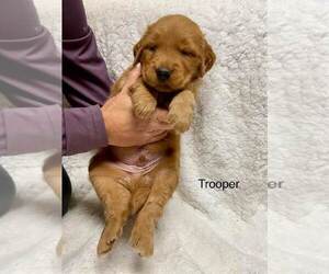 Golden Retriever Puppy for sale in HARRISONBURG, VA, USA