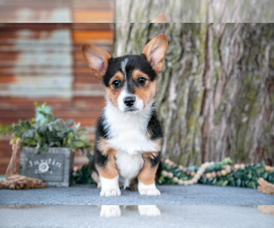Medium Pembroke Welsh Corgi