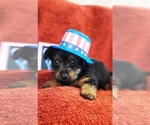 Small #7 Yorkshire Terrier