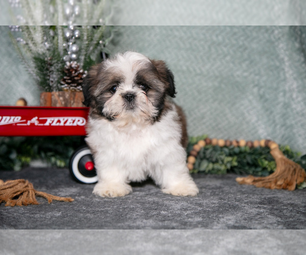 Medium Photo #2 Shih Tzu Puppy For Sale in CLARE, MI, USA