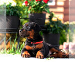 Puppy Black Male Doberman Pinscher