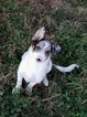 Small Photo #1 Border Collie Puppy For Sale in BERWICK, PA, USA
