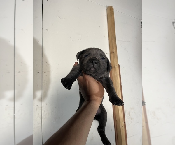 Medium Photo #4 Cane Corso Puppy For Sale in EL MONTE, CA, USA